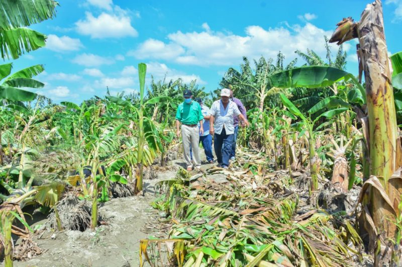 INESPRE compra más de un millón de plátanos a productores afectados por el paso de la tormenta Laura