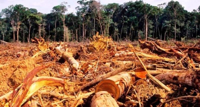 Las “alertas de deforestación” aumentan un 33 % en la Amazonía brasileña
