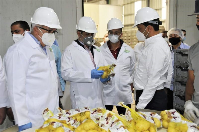 Agricultura inicia temporada de siembra de ajo en Constanza