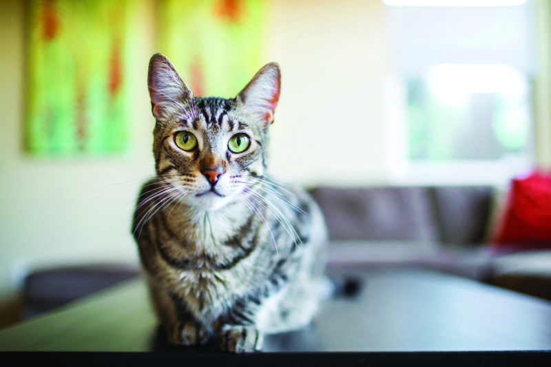 Purina ONE® presenta en RD nueva línea de nutrición con propósito para gatos  Con ingredientes más naturales que prometen cambios visibles en tan solo 28 días
