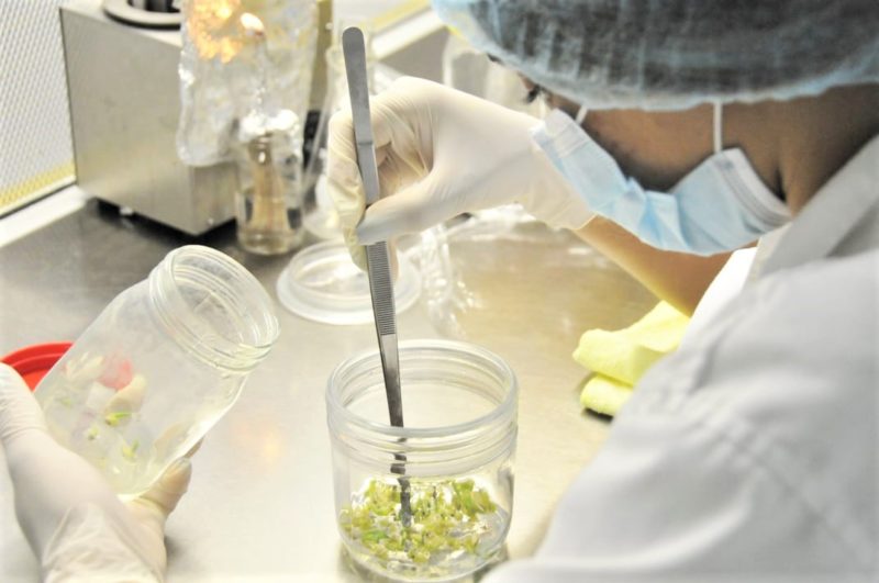 Promueven producción rubros de alta calidad   genética a través de Laboratorio BIOVEGA 