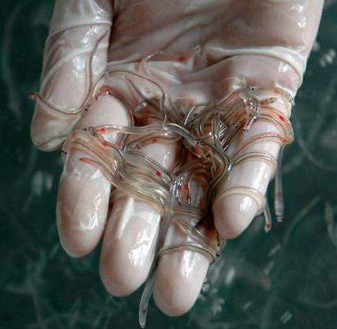 CODOPESCA subasta angulas decomisadas por el G-2 del   Ejército  de la República Dominicana