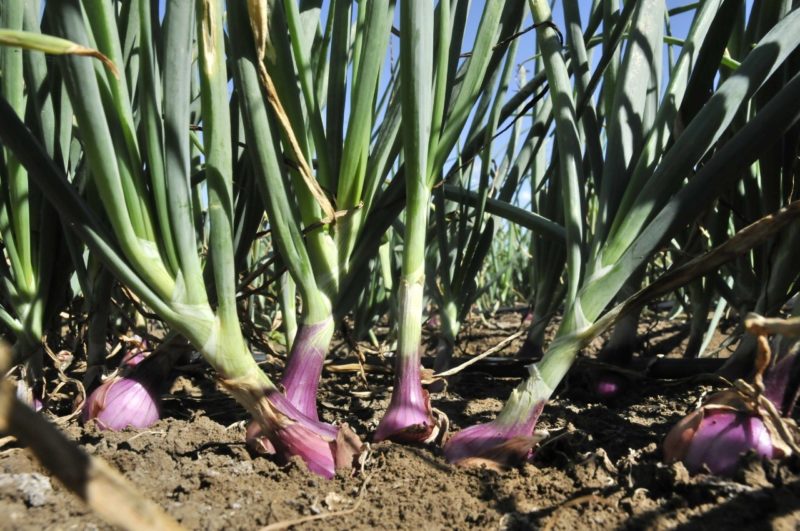 Ministerio de Agricultura trabaja para disminuir precios de la cebolla y mejorar comercialización 