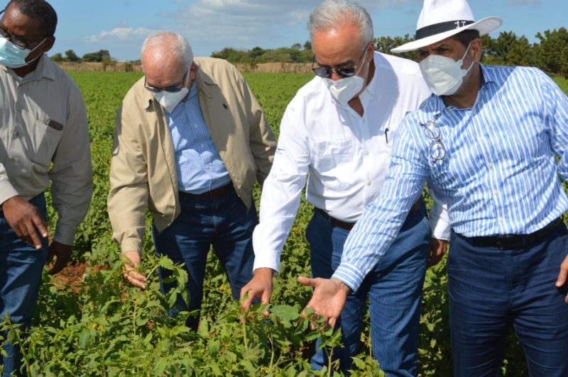 Programa de financiamiento a tasa cero del Bagrícola beneficia a más de 900 pequeños productores de tomate 