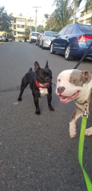 Juez aprueba acuerdo que establece multa y trabajo comunitario para el agresor de la perrita Truffa