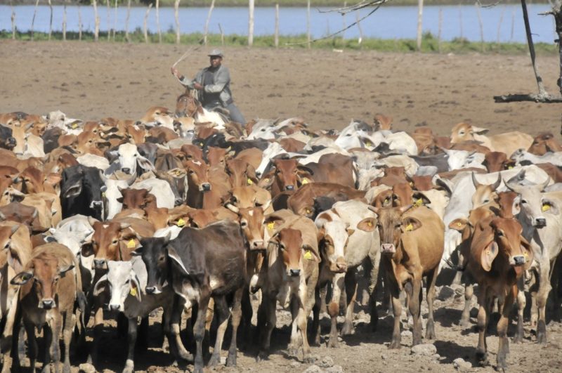 Ministerio de Agricultura y CEAGANA inician proyecto de producción ganadera 