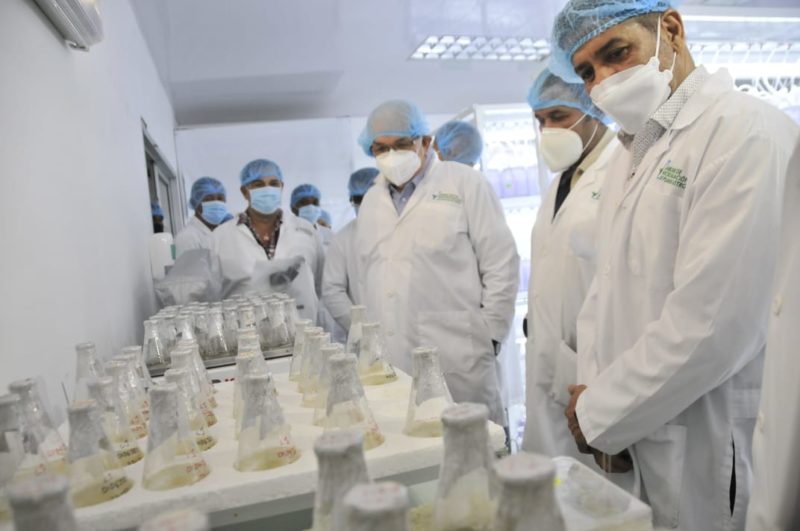 Agricultura trabaja en desarrollo de plántulas de ajo; ministro Limber Cruz garantiza habrá una siembra masiva del rubro el próximo año