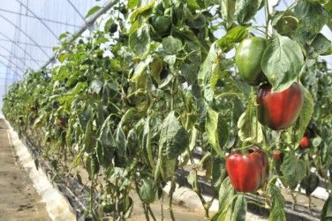 Gobierno y Agricultura brindan apoyo a mujeres productoras de ajíes en San José de las Matas 