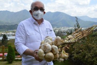 Con una inversión de RD$144 millones a tasa cero del Bagrícola cosecheros de ajo de Constanza dan un nuevo impulso a la siembra de ese cultivo. 