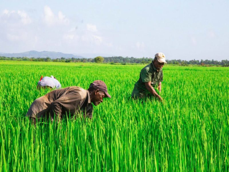 Más de 450 productores agropecuarios son beneficiados por el Inespre