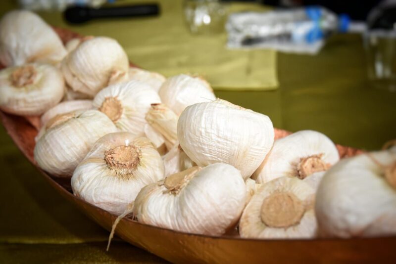 Agricultura da inicio a la siembra de ajo en Constanza