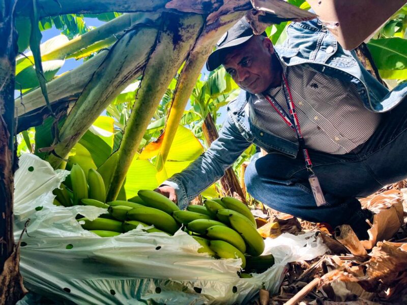 Inespre inicia compra de más de un millón de bananos a productores de Azua afectados por el paso de la tormenta Franklin