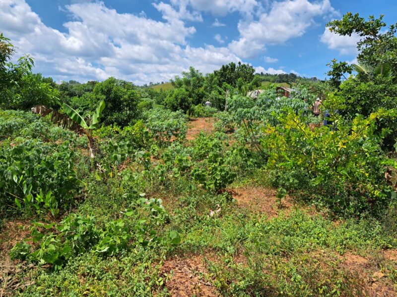Campesinos de Don Juan denuncian son amenazados por Anderson De los Santos y otros funcionarios de Monte Plata