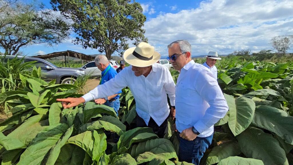 En RD existen 29 zonas tabacaleras en 15 provincias, informa Intabaco